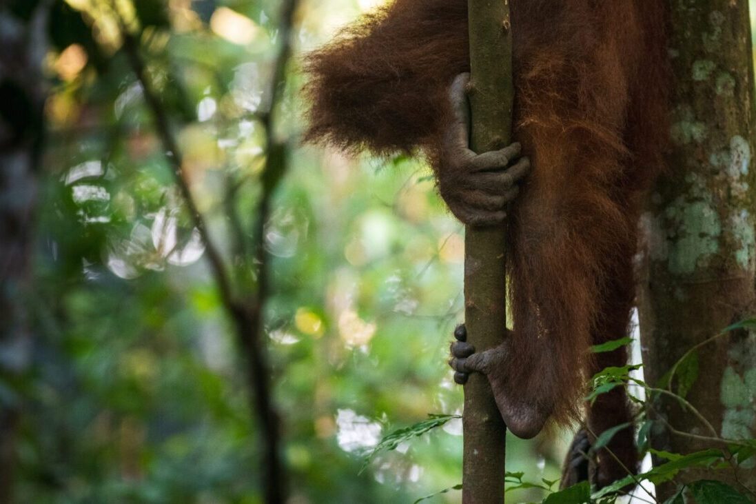 Orangutany mają kciuki na rękach i nogach…