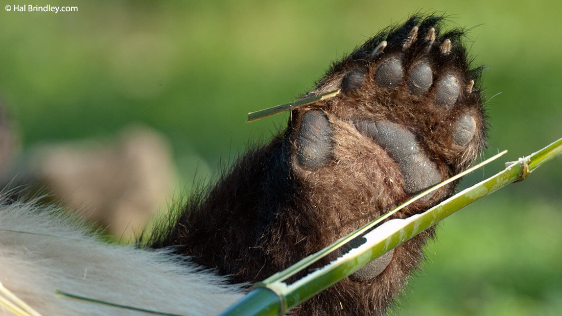 …a pandy mają pięć palców plus niby-kciuk.